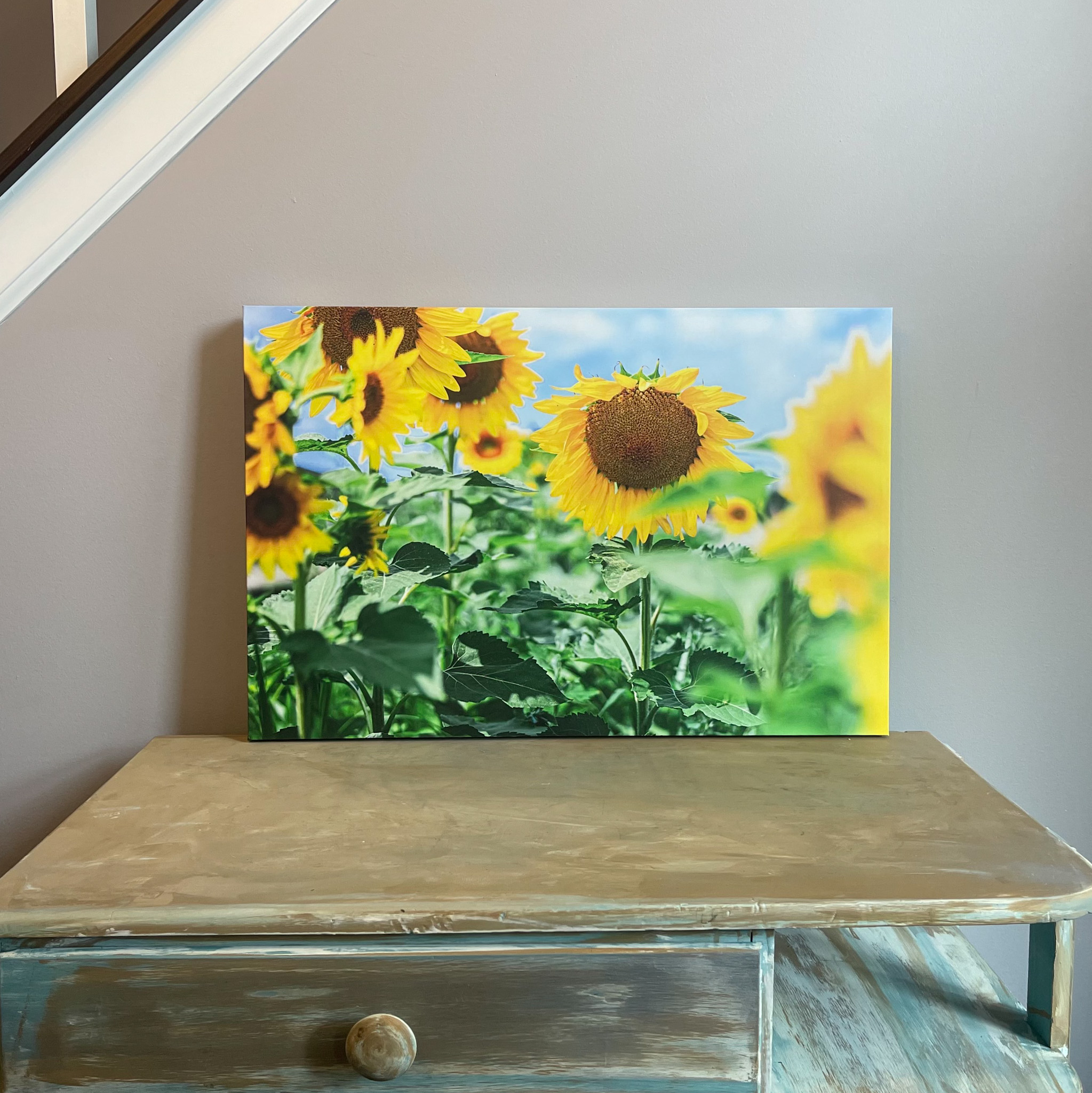 16”x20” Stretched Canvas - Bloomed Sunflower